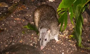 Bị chuột cống cắn có mắc bệnh dại không?